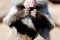 fauna_24
