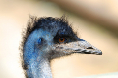 fauna_25