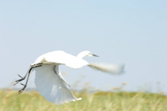 fauna_29