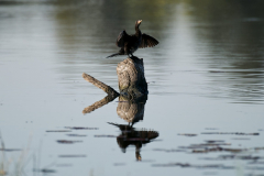 fauna_31