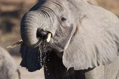 fauna_32