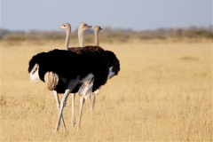 fauna_37