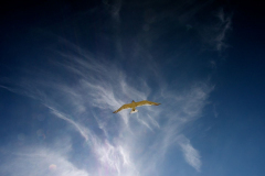 fauna_38