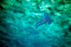 submarina_27