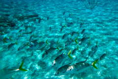 submarina_30