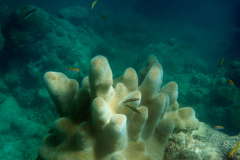 submarina_31